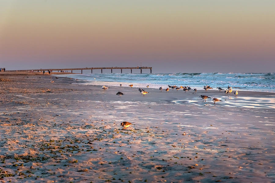 Sea Birds Parading On Early Sunrise At Miami Beach Fishing Pier During Golden Hour Photograph