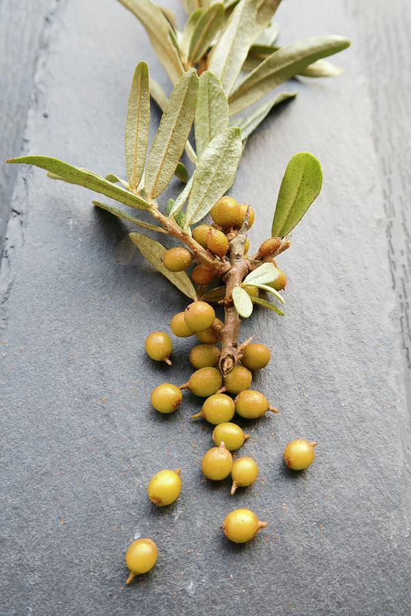 Sea Buckthorn Berries On A Sprig Photograph by Petr Gross