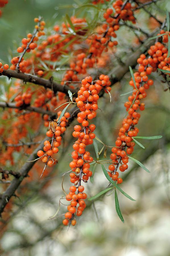 Sea Buckthorn Berries On The Bush Photograph by Twins
