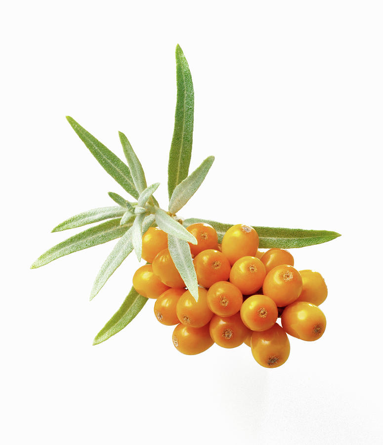 Sea-buckthorn Berries With Leaves Photograph by Fruitbank