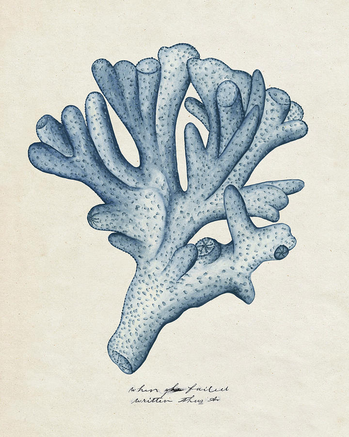 Animal Nature Painting - Sea Coral Study I by Melissa Wang Animal Nature Painting - Sea Coral Study I by Melissa Wang