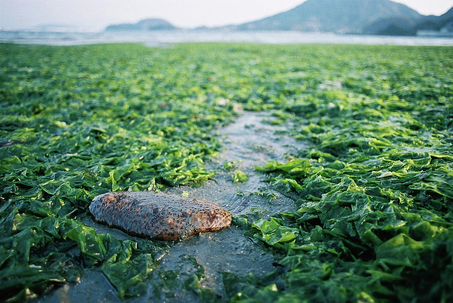 Nature Photograph - Sea Cucumber by Breeze.kaze