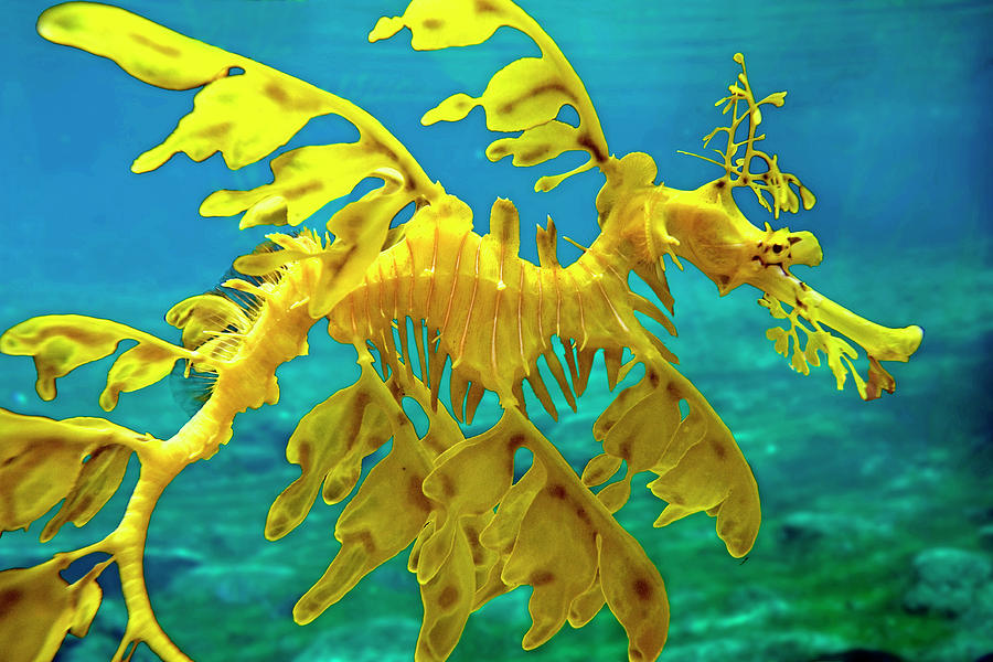 Landscape Painting - Sea Dragon 4688 by Mike Jones Photo Landscape Painting - Sea Dragon 4688 by Mike Jones Photo