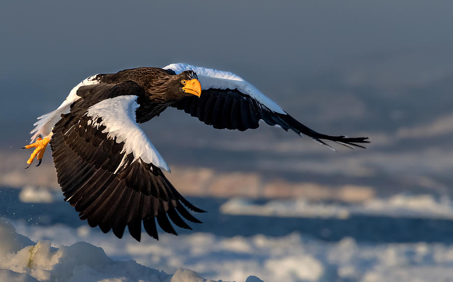 Sea Eagle Flying Photograph by Jie  Fischer