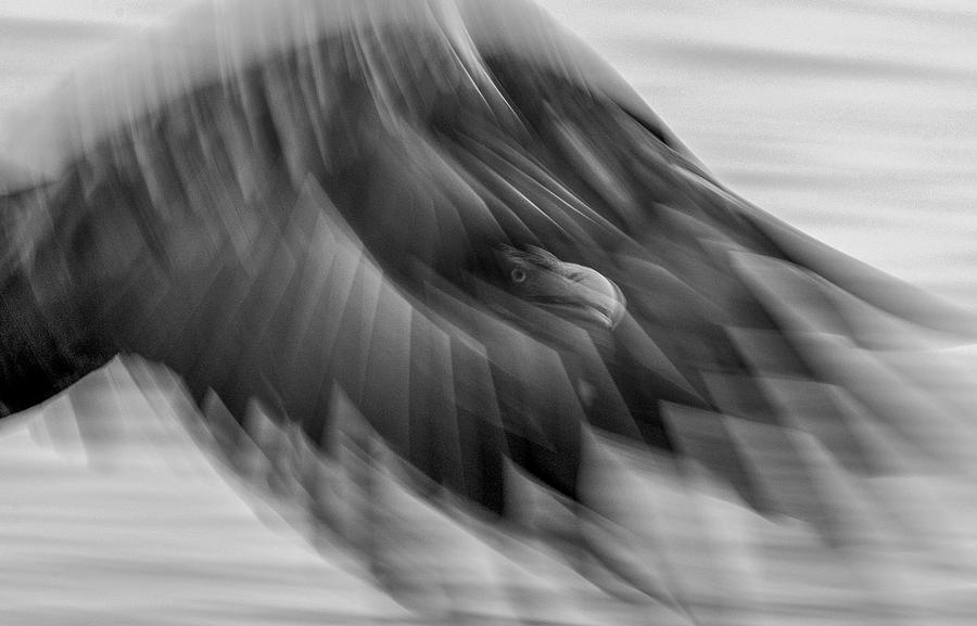 Sea Eagle - Ghost Photograph by Alexander Bob