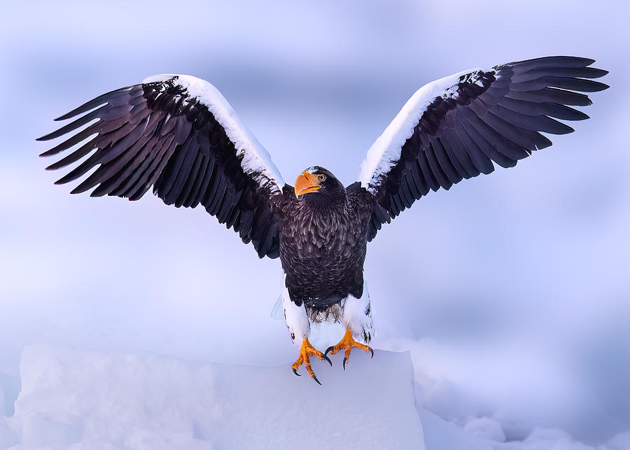 Sea Eagle In Hokkaido Photograph by James Lu