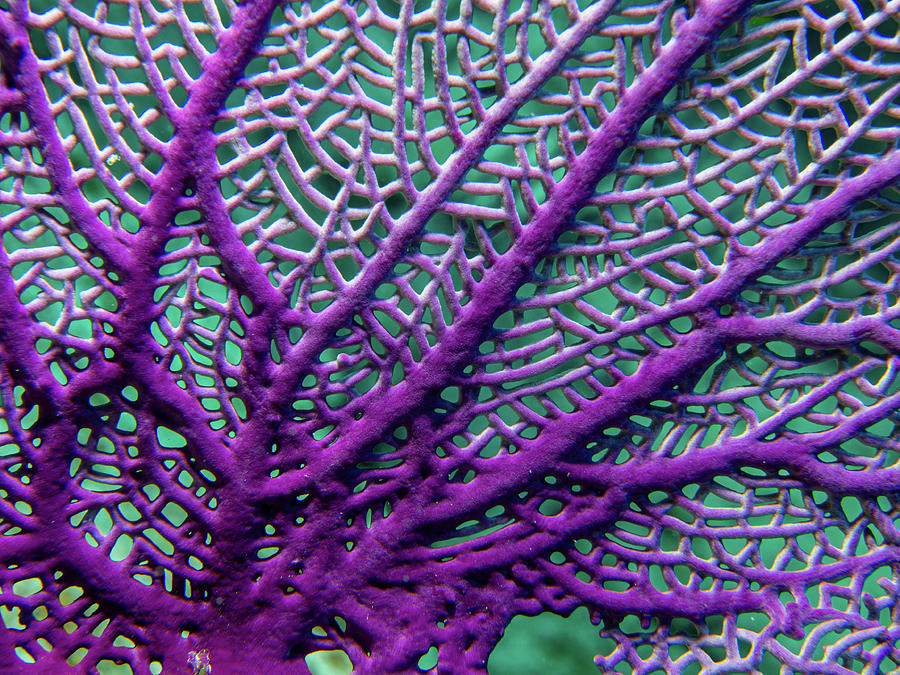 Sea Fan Abstract Photograph by Jean Noren