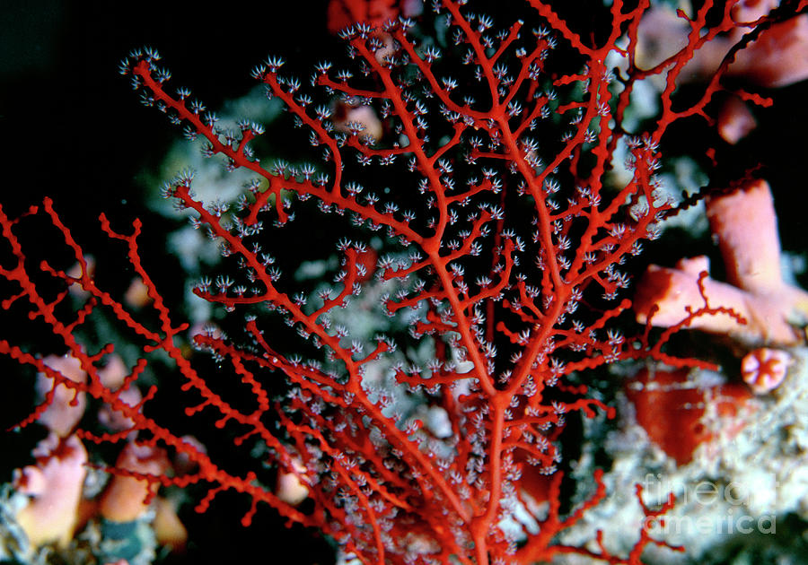 Sea Fan Coral In The Red Sea Photograph by Geoff Tompkinson/science Photo Library