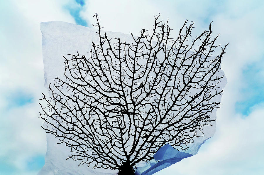 Sea Fan Held Up Against Sky Background Photograph by Fiona Crawford Watson