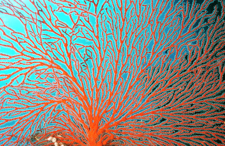 Sea Fan The Fine Network Of Arms Bear Photograph by Auscape / Uig Sea Fan The Fine Network Of Arms Bear Photograph by Auscape / Uig
