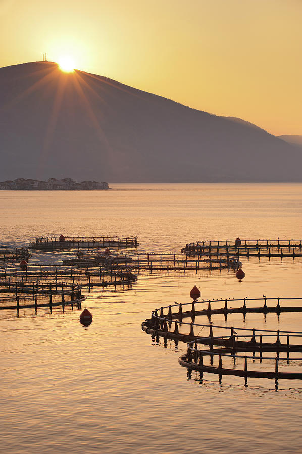 Sea Fish Farm At Sunrise In Greece Photograph by Howardoates