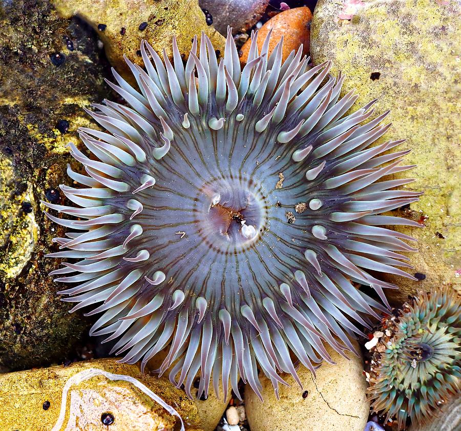 Sea-flower - Anemone Photograph by KJ Swan