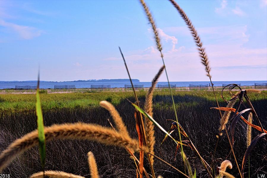 Sea Grass At The Marsh Photograph by Lisa Wooten