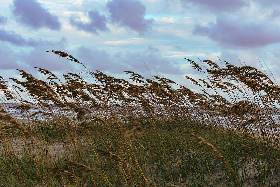 Sea Grass Photograph