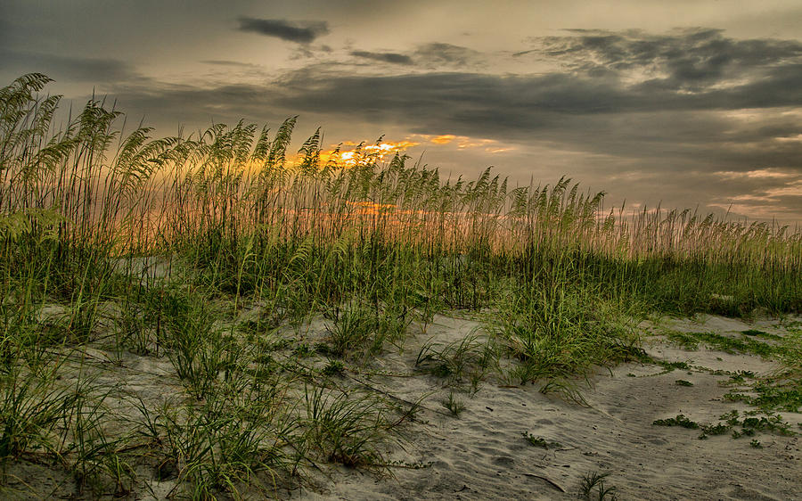 Sea Grass Photograph by Ray Silva