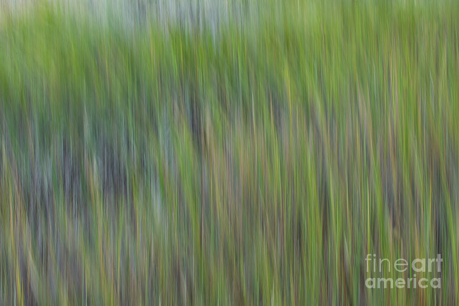 Sea Grass - Spartina Green Photograph by Dale Powell