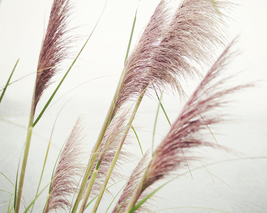Sea Grasses Photograph by Lupen Grainne