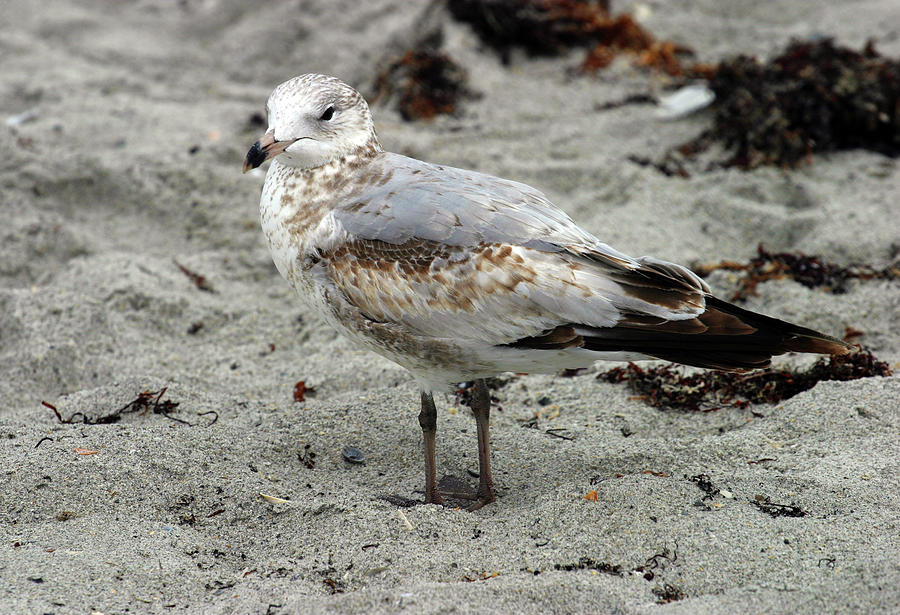 Sea Gull Photograph