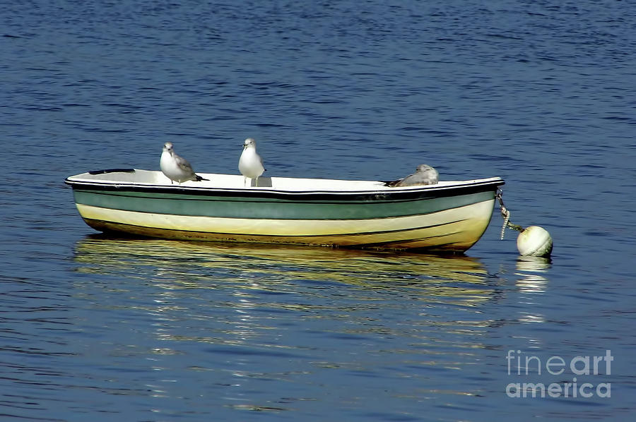 Sea Gull Boat  Photograph by D Hackett