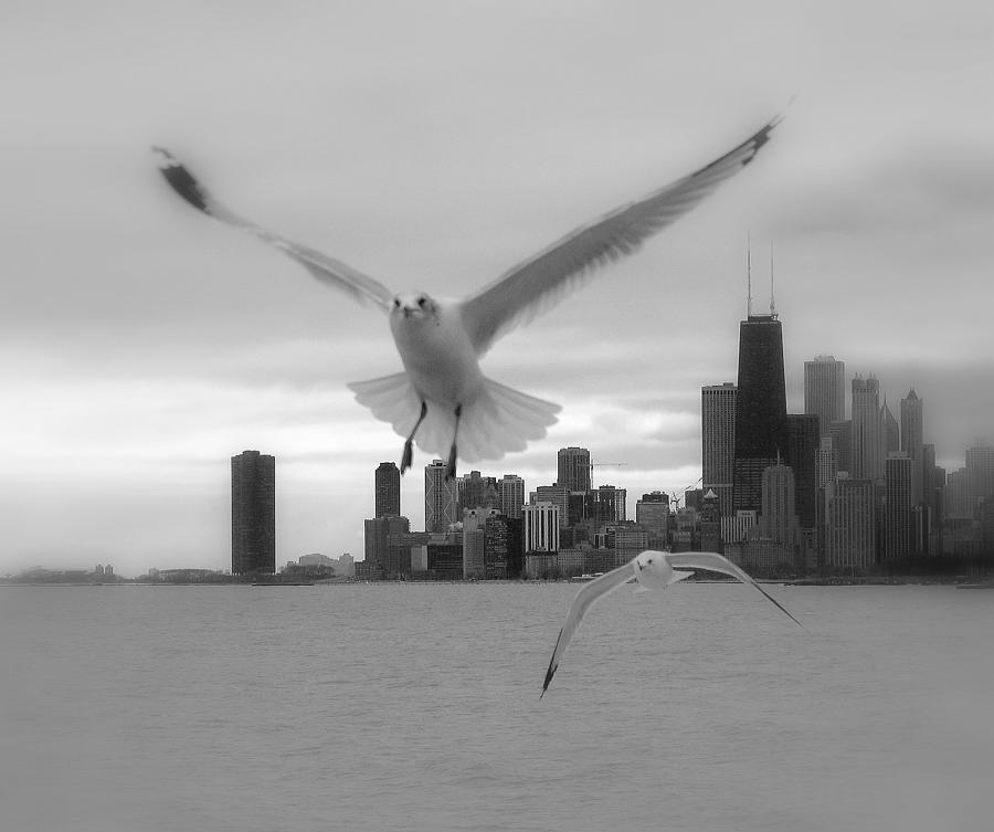 Sea Gull Flying In Black And White Photograph by J.castro