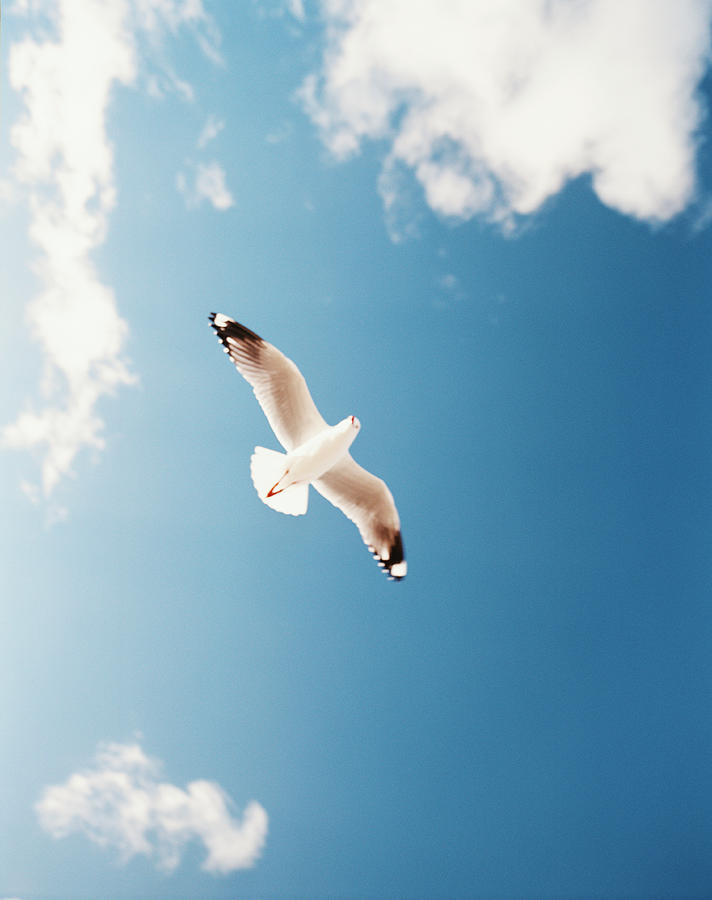 Seagull Photograph - Sea Gull Laridae In Flight, Low Angle by Blasius Erlinger