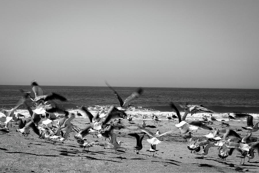 Sea Gulls Photograph