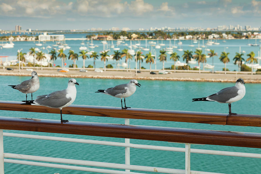 Sea Gulls On Railing Of Cruise Ship Photograph by Juan Silva