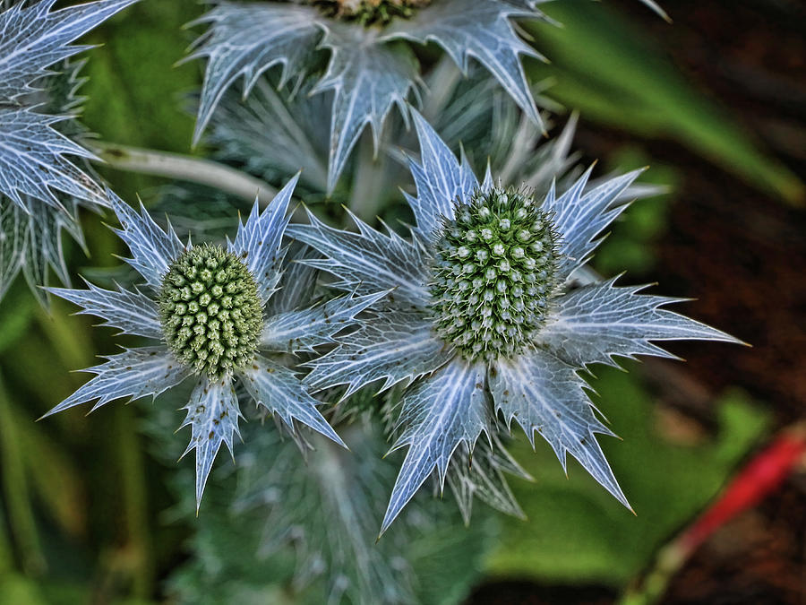 Sea Holly Photograph by Allen Beatty