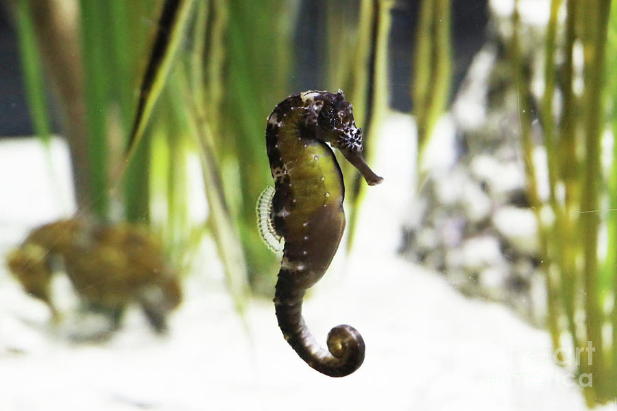 Sea Horse Photograph by Dwight Cook
