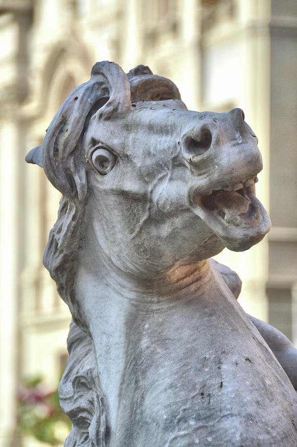 Sea-horse On The Piazza Photograph by Dressage Design