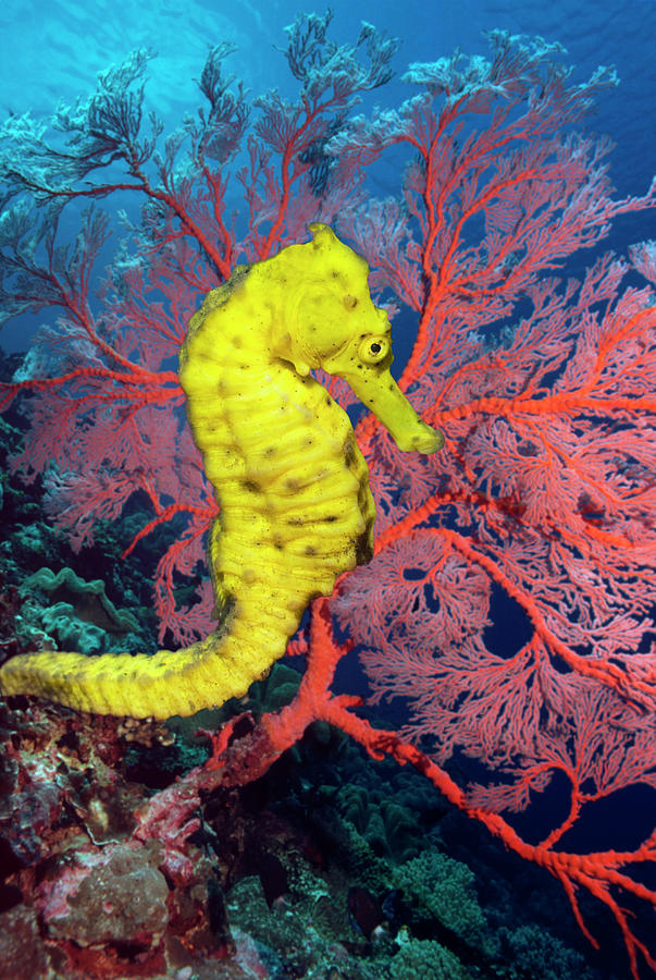 Sea Horse With Gorgonian Soft Coral Photograph by Georgette Douwma