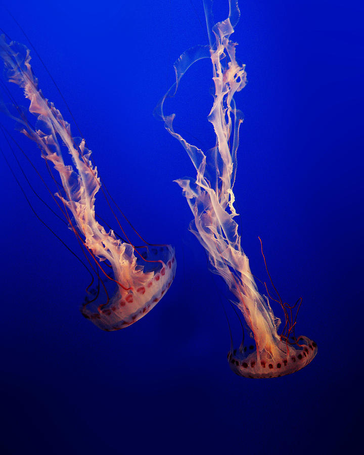 Sea Jelly Photograph by Ryu Shin Woo