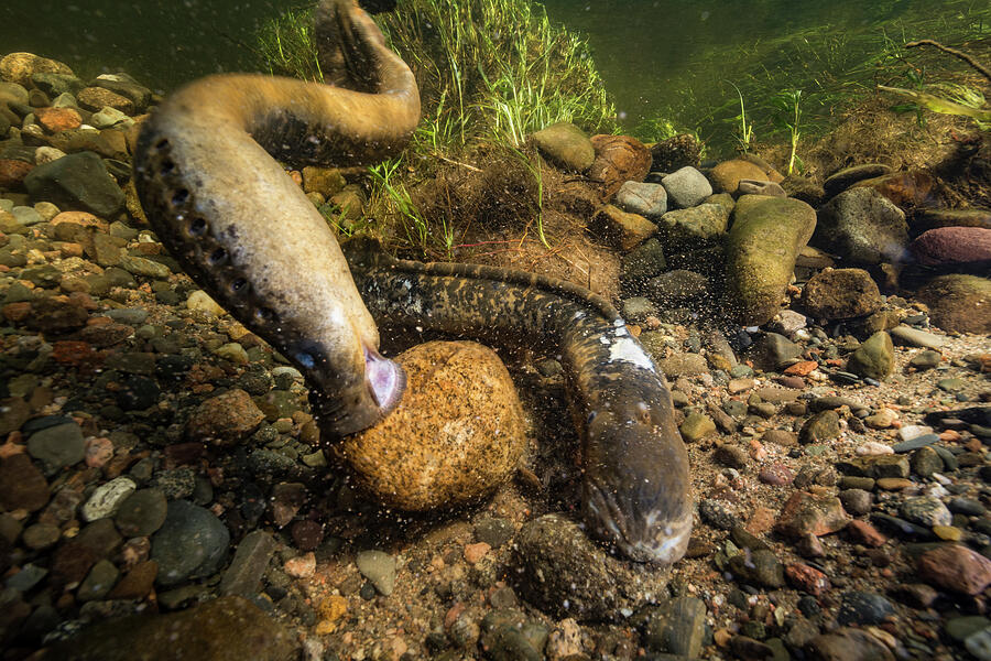 Sea Lamprey , A Parasitic Migratory Fish, Spawning In The Photograph by Nick Hawkins / Naturepl.com Sea Lamprey , A Parasitic Migratory Fish, Spawning In The Photograph by Nick Hawkins / Naturepl.com