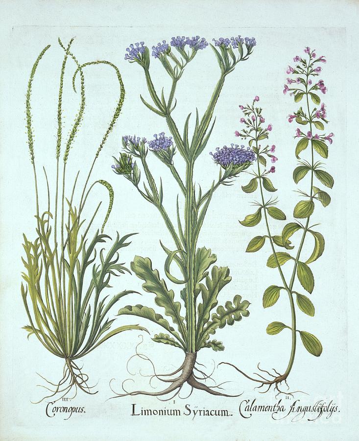 Sea Lavender Drawing by Heritage Images