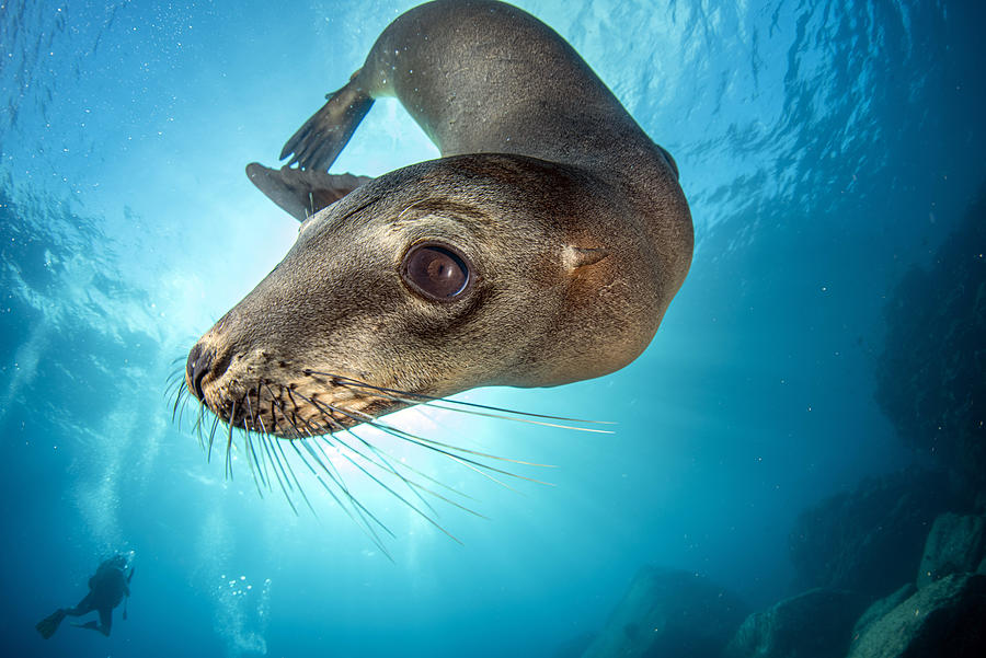 Sea Lion Photograph by Andrea Izzotti
