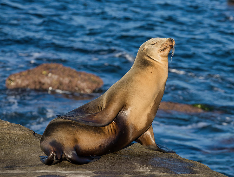 Sea lion bathing in the sun Photograph by Fabienne Lawrence - Pixels