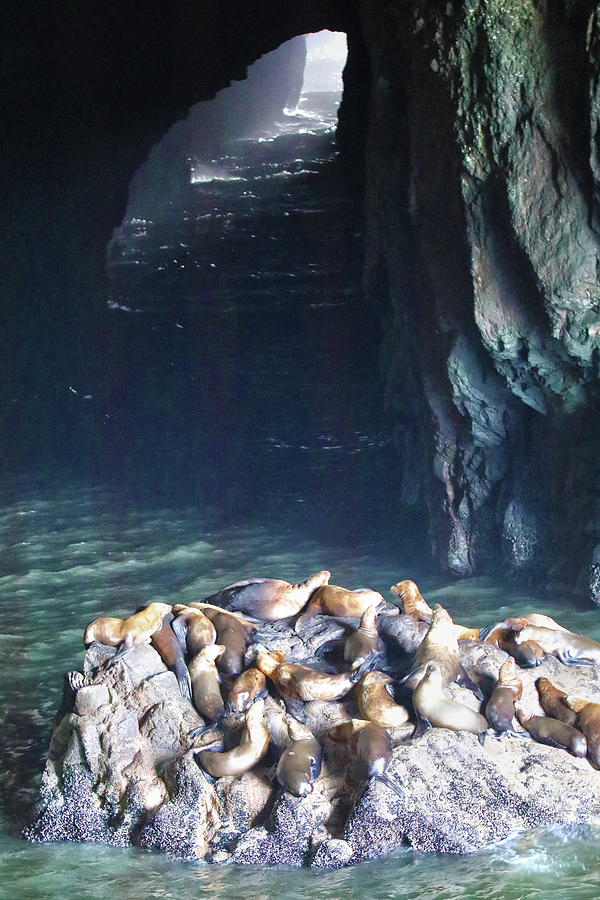 Sea Lion Cave Photograph by Mitch Cat