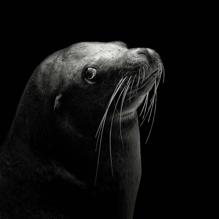 Sea Lion Photograph by Christian Meermann