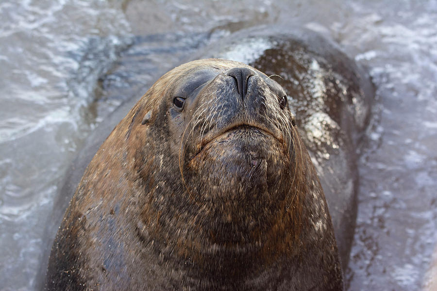 Sea Lion Closeup Photograph by Patrick Nowotny