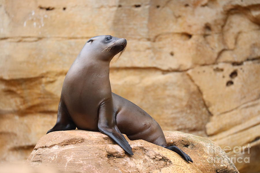 Sea Lion Photograph by Dwight Cook