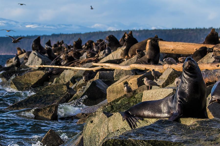 Sea lion haulout Photograph by Michelle Pennell