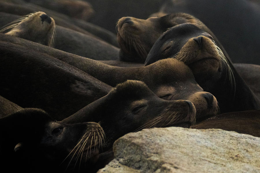 Sea lion huddle Photograph by Michelle Pennell