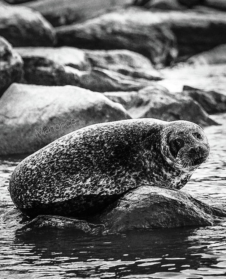 Sea Lion Photograph by Manonce Artist Sea Lion Photograph by Manonce Artist