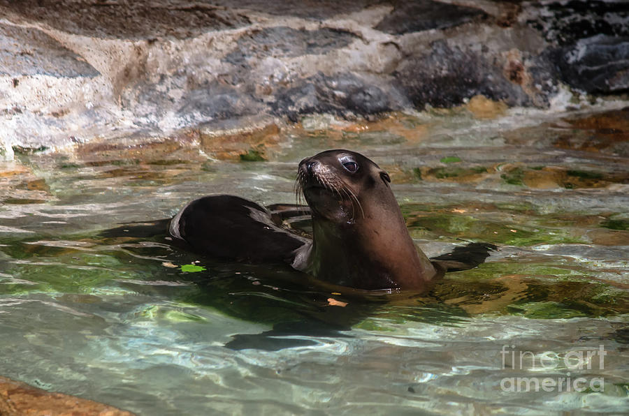 Sea Lion Photograph by Michelle Meenawong