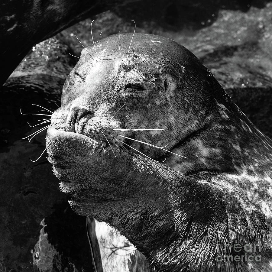 San Diego Photograph - Sea Lion Pup by Edward Fielding
