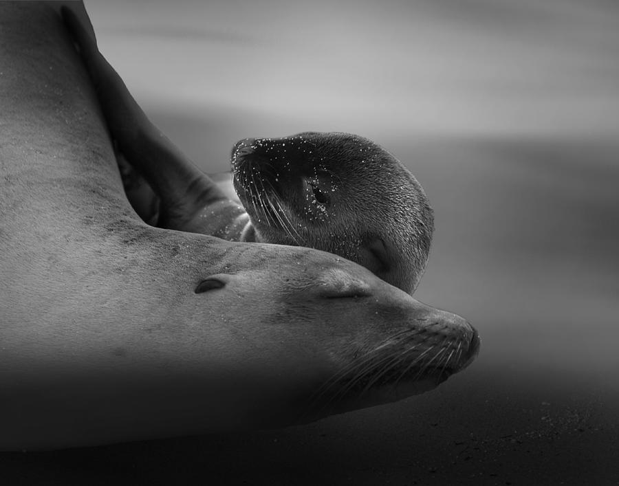 Nature Photograph - Sea Lion Pup With The Mother by Krystina Wisniowska