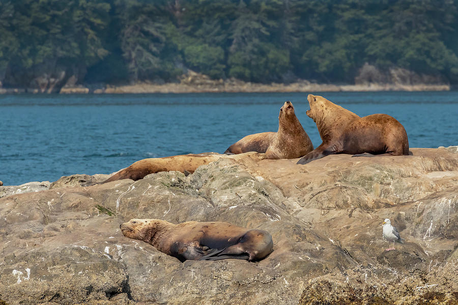 Sea Lion Quarrel by Jurgen Lorenzen Sea Lion Quarrel by Jurgen Lorenzen