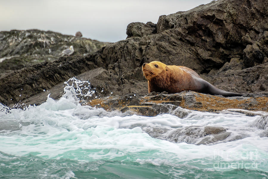 Sea lion, Vancouver island Photograph by Delphimages Photo Creations