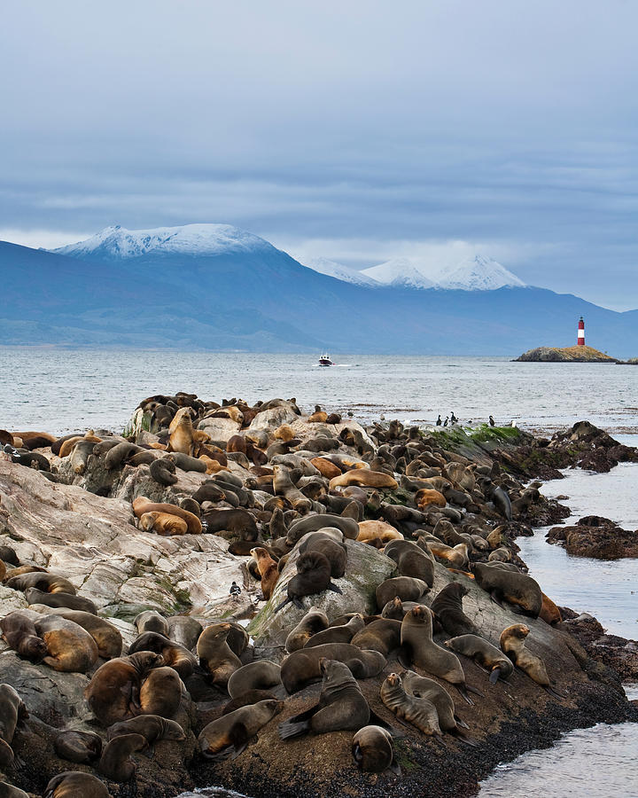 Sea Lions And Light House, Beagle Photograph by Ashok Sinha Sea Lions And Light House, Beagle Photograph by Ashok Sinha