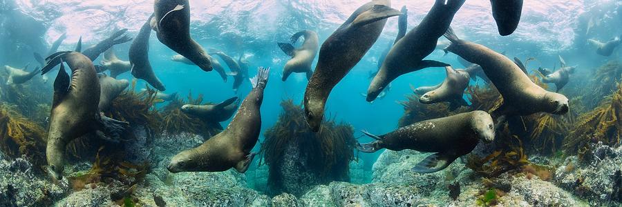 Wildlife Photograph - Sea Lions by Andrey Narchuk